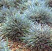 Blue Fescue