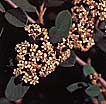 Cotoneaster
