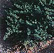 Coyote Brush