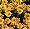 Gazania