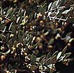 Jojoba