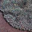 Lavender Cotton