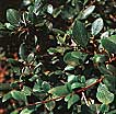 Mountain Mahogany