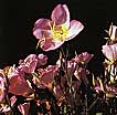 Mexican Evening Primrose