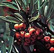 Pyracantha
