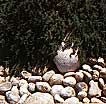 Rosemary