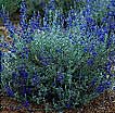 Sage