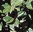 Silverberry