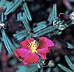 Sunrose