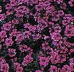 Verbena