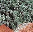 Wormwood Sage