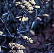 Yarrow