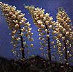 Yucca