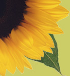 Underwood Landscape, Inc.